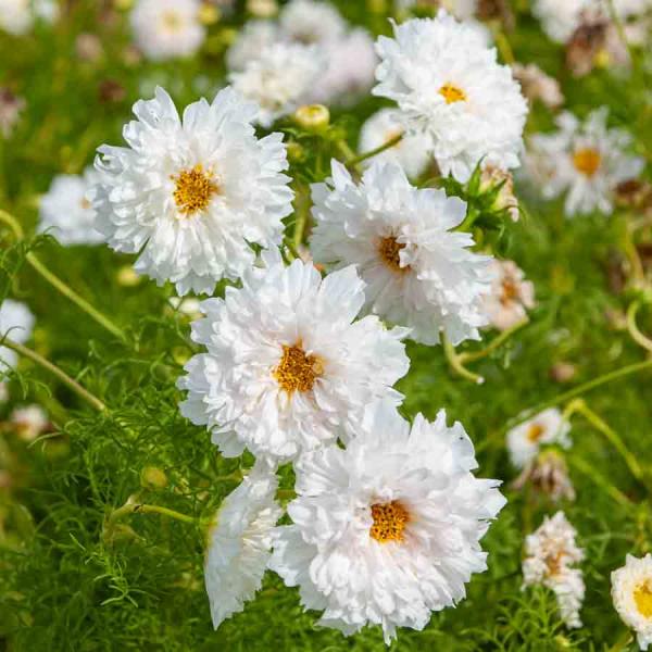 Fleurs - Cosmos Double Click Blanc - Graines d'Exception - face recto